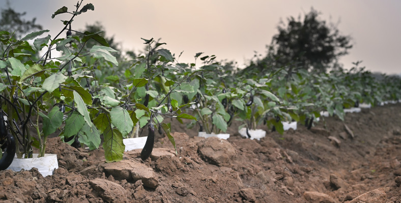 Gama de Productos tipo Abono Fertilpak