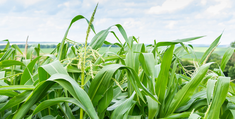 Gama de Productos tipo Fertilizantes Fosfatados