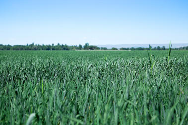 Fertilizantes nitrogenados y medio ambiente