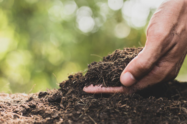 ¿Cómo elegir un fertilizante rico en nitrógeno?