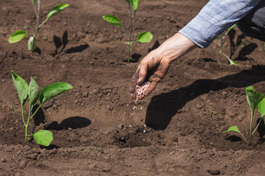 Características del fertilizante de urea prill 46%