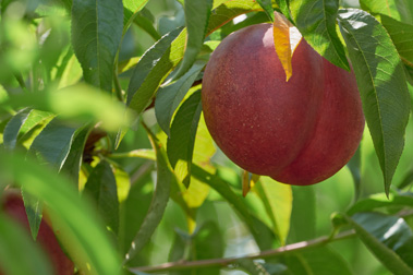 El cloruro de potasio en la agricultura