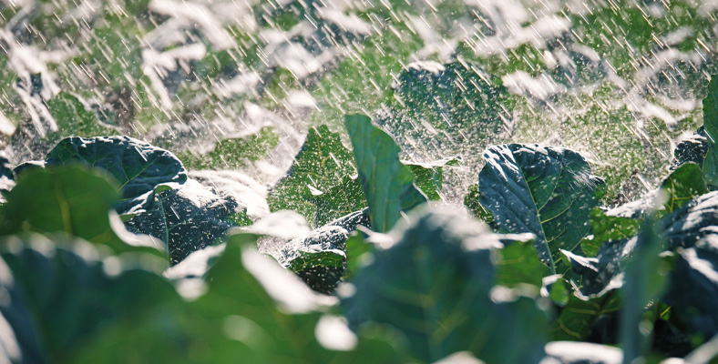 Gama de Productos tipo Fertilizantes Potásicos