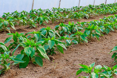 Ventajas del fertilizante de nitrato potásico